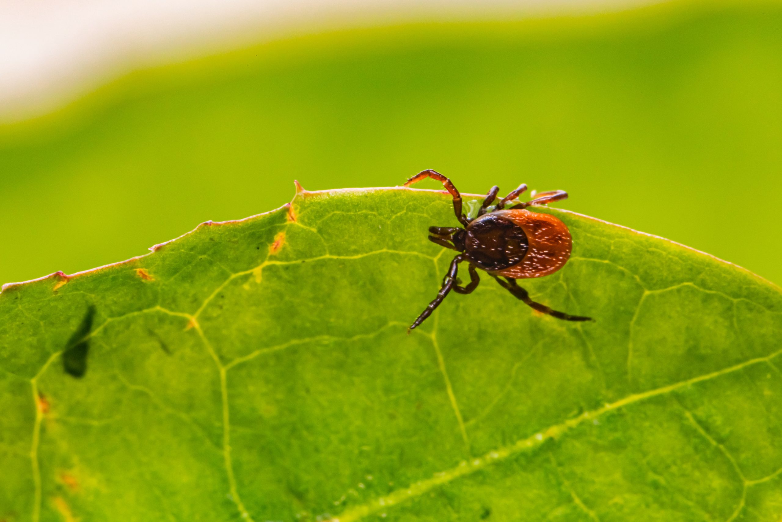 The Myths and Facts About Lyme Disease Lyme Research & Healing Center